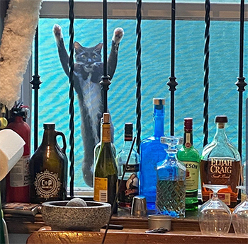 Cat clinging to a window screen wanting to come in.